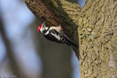 Middelste Bonte Specht C20D_01218.jpg