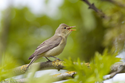 Spotvogel C1D3_28124.jpg