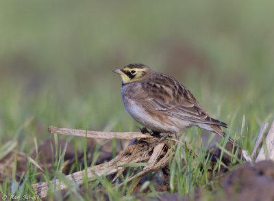 Strandleeuwerik C1D4_01871.jpg