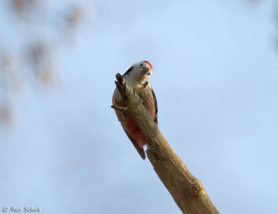 Middelste Bonte Specht C1D4_02244.jpg