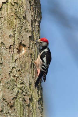 Middelste Bonte Specht C1D4_02262.jpg