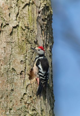 Middelste Bonte Specht C1D4_02277.jpg