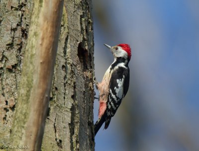 Middelste Bonte Specht C1D4_02290.jpg