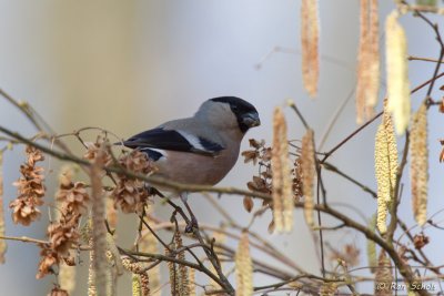 Noordse Goudvink C1D4_02327.jpg