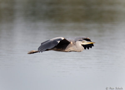 Blauwe Reiger C1D4_21344.jpg