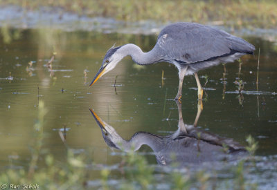 Blauwe Reiger C1D4_21347.jpg