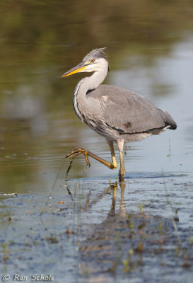 Blauwe Reiger C1D4_21353.jpg