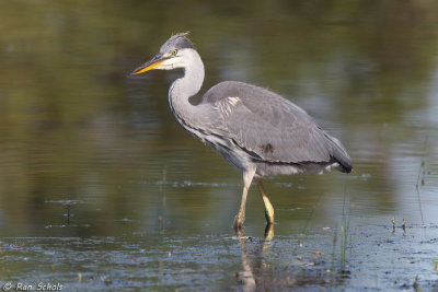 Blauwe Reiger C1D4_21359.jpg