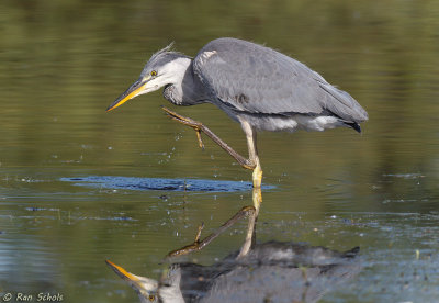 Blauwe Reiger C1D4_21362.jpg
