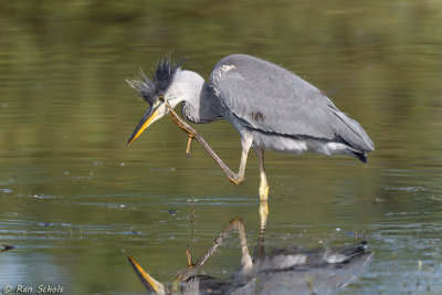 Blauwe Reiger C1D4_21377.jpg