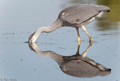 Blauwe Reiger C1D4_21417.jpg