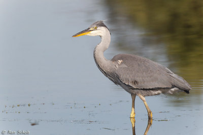 Blauwe Reiger C1D4_21420.jpg