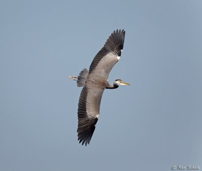 Blauwe Reiger C1D4_21852.jpg
