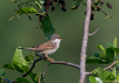 Grasmus C1D4_04449.jpg