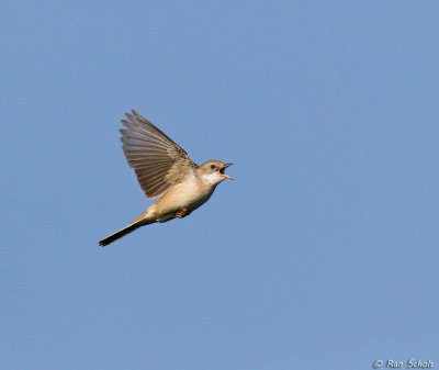 Grasmus C1D4_05307.jpg