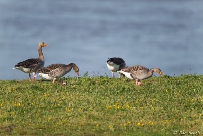 Grauwe Gans C1D4_19863.jpg