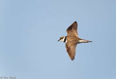 Kleine Plevier C1D4_20440.jpg