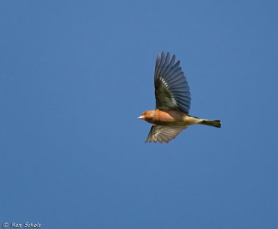 Vink C1D4_12582.jpg