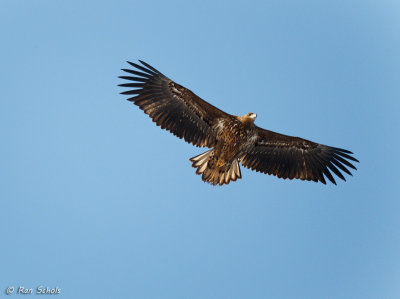 Zeearend - White-tailed Eagle