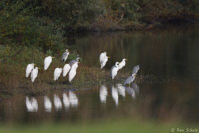 Grote Zilverreiger C1D3_32679.jpg