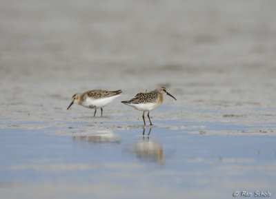 Krombekstrandloper - Curlew Sandpiper