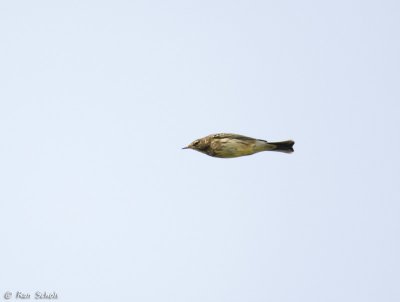 Oeverpieper - Rock Pipit