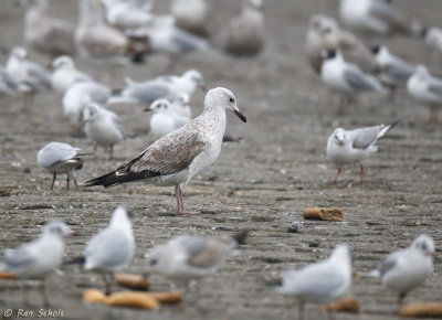 Pontische Meeuw - Caspian Gull