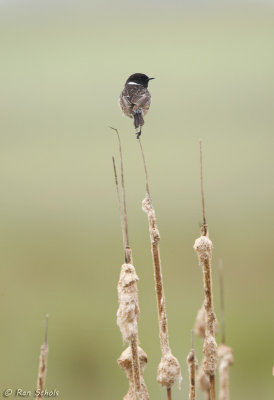 Roodborsttapuit C1D3_28167.jpg