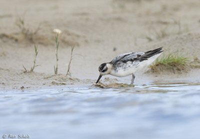 Rosse Franjepoot - Grey Phalarope