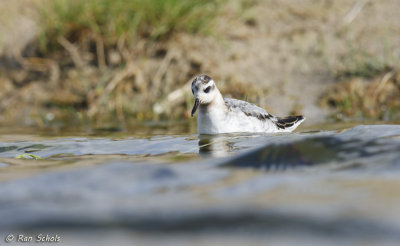 Rosse Franjepoot - Grey Phalarope