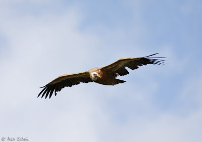 Vale Gier - Eurasian Griffon Vulture