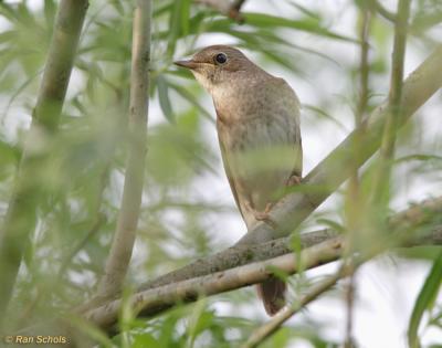 Noordse Nachtegaal C30D_02016.jpg