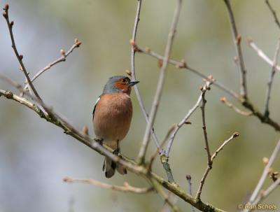 Vink C30D_01246.jpg