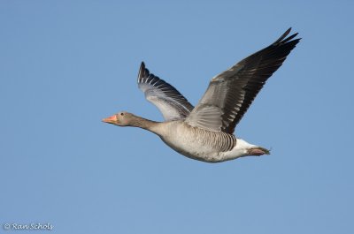 Grauwe Gans C40D_03054.jpg