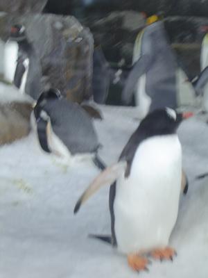 Penguins at Kelly Tarltons.JPG