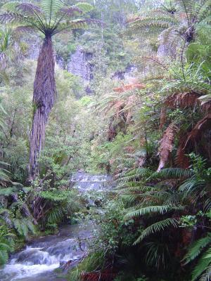 Our walk in the Waitakere Ranges (1).JPG