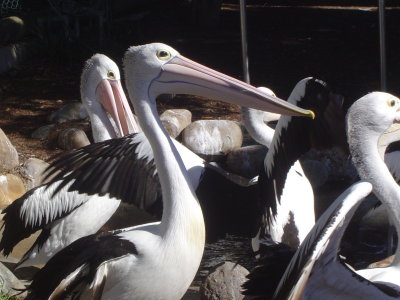 Crazy Pelicans (1).JPG