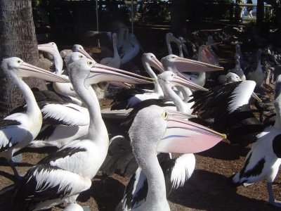 Crazy Pelicans (3).JPG