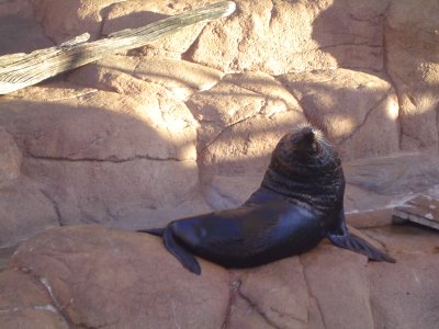 Seal at Seaworld.JPG