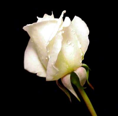 White-Rosebud0.jpg