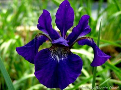 Iris sibir.jpg