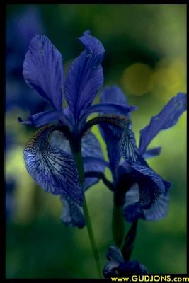 Iris-sibir.jpg