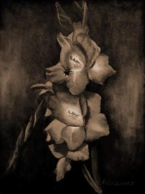 gladiolus1.jpg