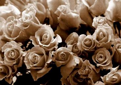 fr pi roses.jpg