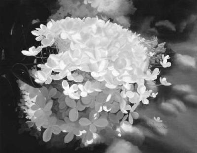 hydrangea4.jpg