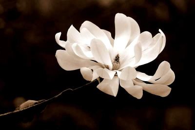 .magnolia
