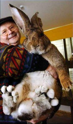 Herman Giant Rabbit.jpg