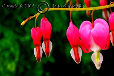 Bleeding Heart