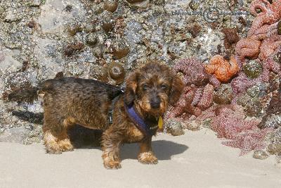 Misty at the Tidepools