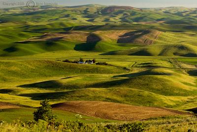 Lines and Shapes of the Palouse